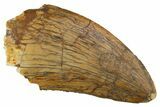 Serrated, Carcharodontosaurus Tooth - Real Dinosaur Tooth #308363-1